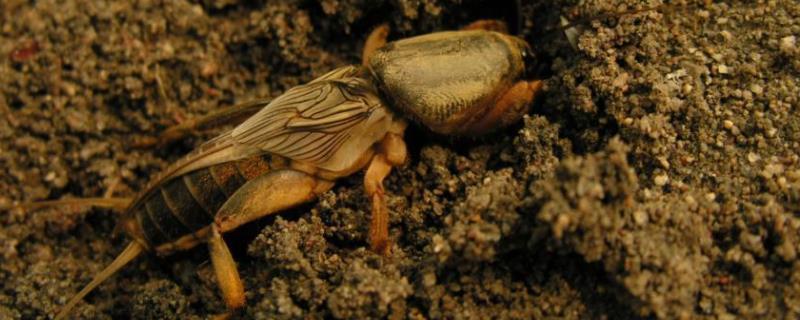 一对蝼蛄一年可以繁殖多少是如何繁殖的