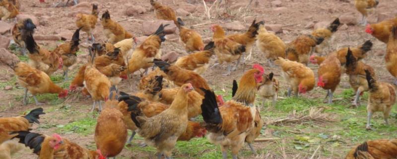 鸡有哪些品种什么品种的鸡下蛋厉害