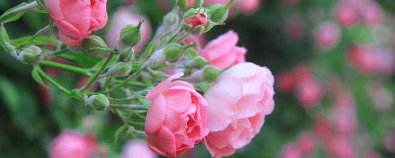 蔷薇怎么过冬