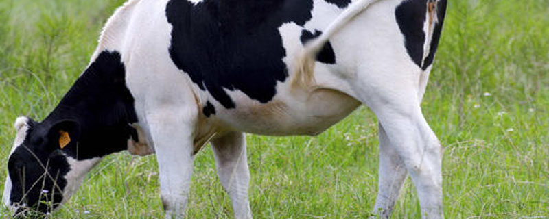 奶牛什么时候产奶