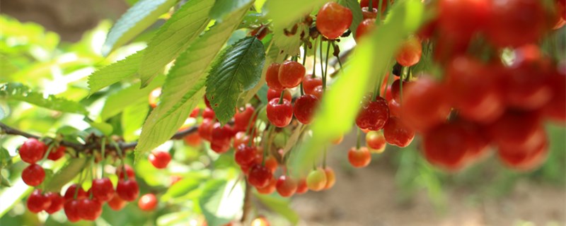 樱桃几年可以挂果