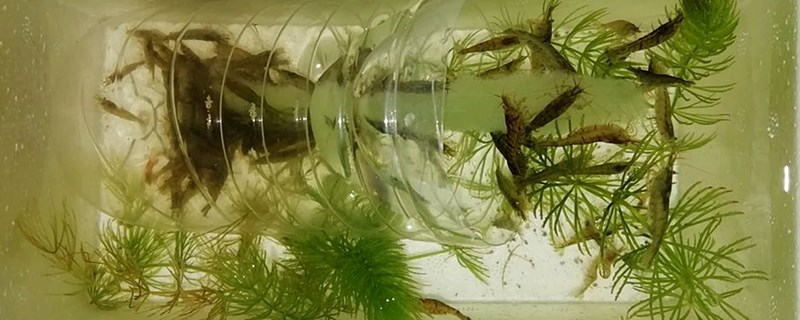 黑壳虾能长多大