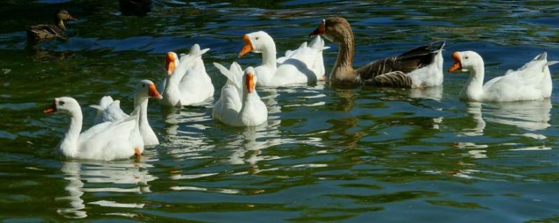 怎样杀鹅放血怎样杀鹅又快又干净