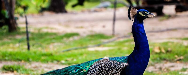 孔雀的养殖方法和注意事项