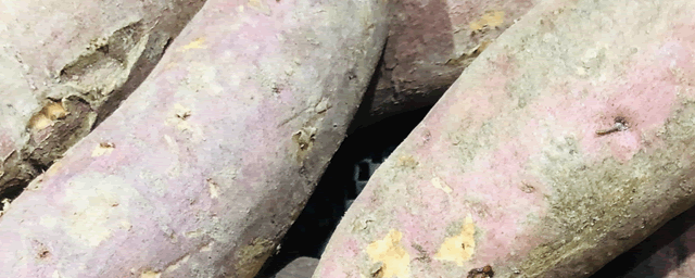 种植红薯高产栽种技术