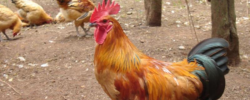 鸡喝水吗鸡是怎么繁殖下一代的