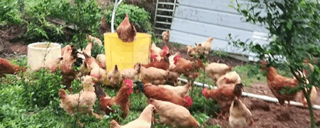 鸡吃什么下蛋多