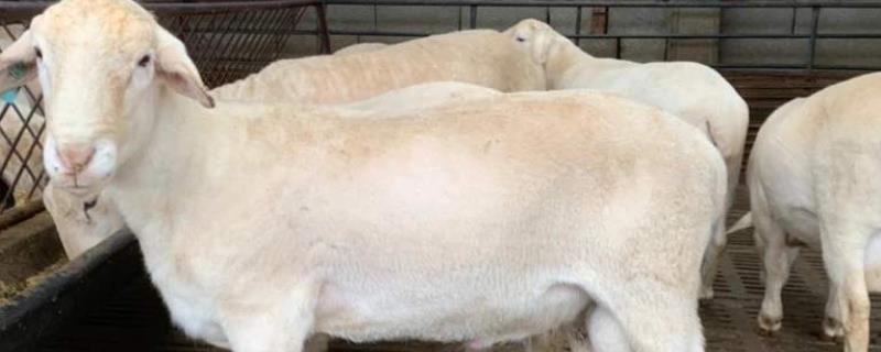 哪里有羊苗出售养羊的大棚去哪里买