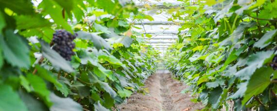 蓝宝石葡萄种植条件