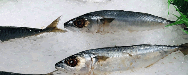 清道夫鱼多少钱一条