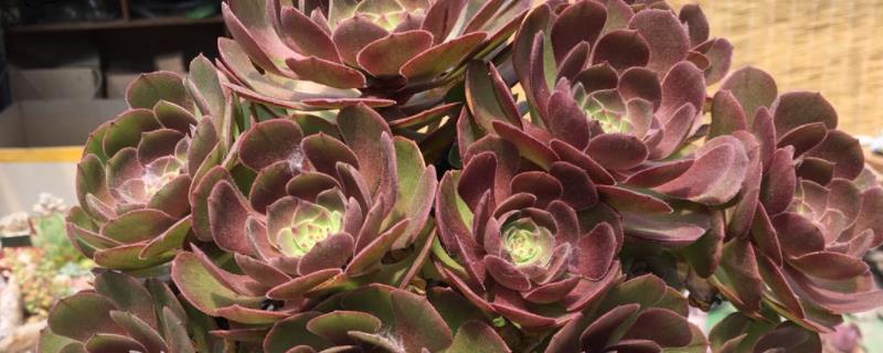 花卉法师的养殖方法开花了如何处理