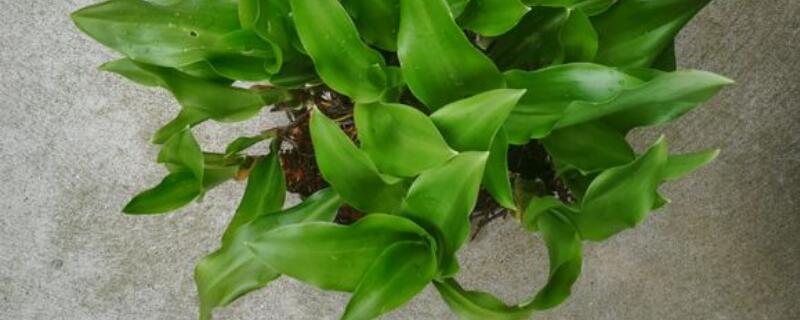 万年青夏天怎么浇水