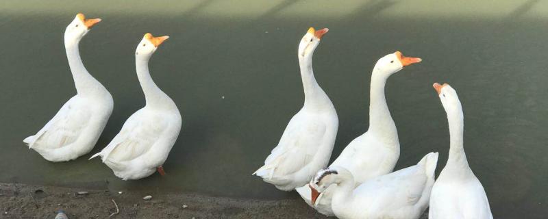 鹅病防治偏方鹅痛风用什么药治疗