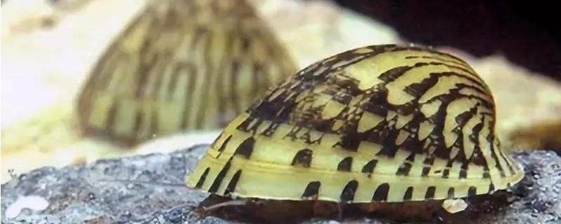 老婆脚蜗牛怎么养殖和蜗牛是一个品种吗