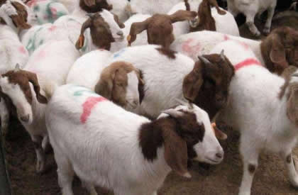 羊感冒的防治方法