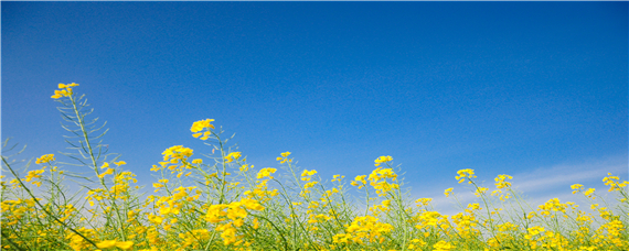 油菜种植技术及施肥方法