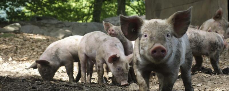 科学养猪的方法