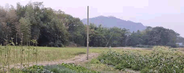 黄精栽培要领技术