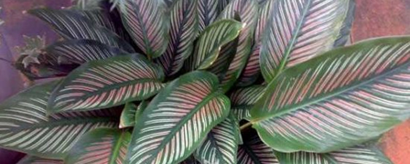 红羽竹芋怎么浇水