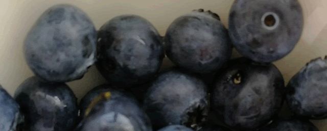 蓝莓品种哪个好