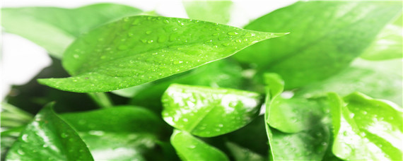 绿萝可以去除甲醛吗