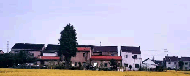 水稻胡麻斑病的防治措施