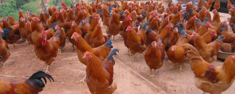 一只鸡有多少粒鸡子鸡身上的油很厚说明什么