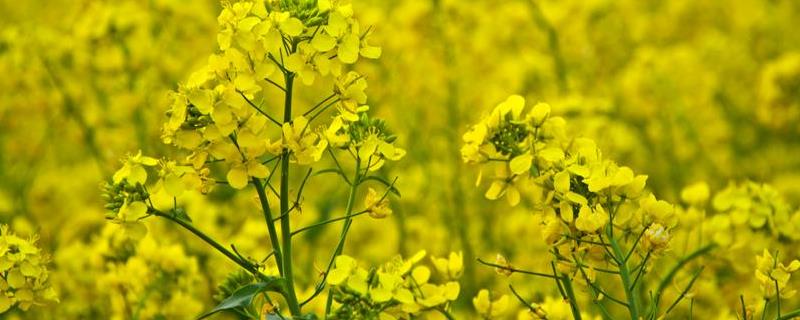 油菜三大病害用什么药防治病虫害主要有哪些