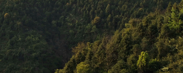 紫竹梅扦插方法