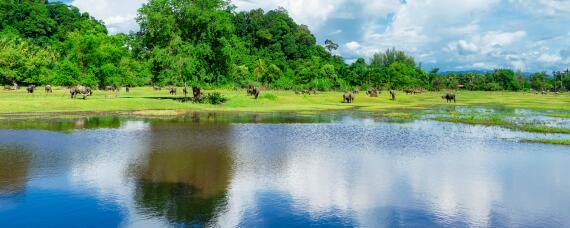 鱼塘快速肥水的办法