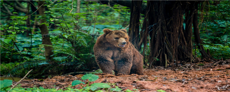 熊怎么过冬的