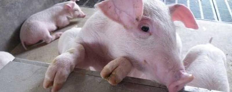 猪咳嗽常用的三种药乳猪拉稀怎么办