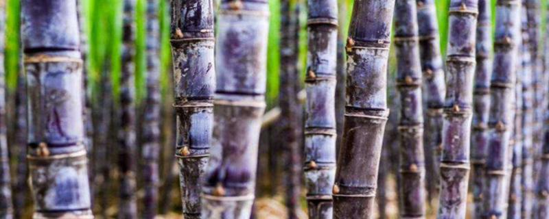 甘蔗钻心虫用什么农药比较特效附防治的最佳时间