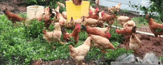 走地鸡养殖技术