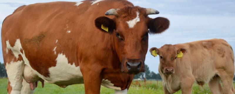 牛一胎生几只小牛牛生崽是头先出还是脚先出