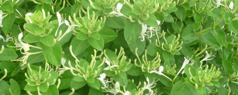 金银花一亩利润多少种植前景如何