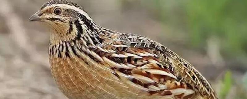 鹌鹑吃什么粮食吃什么饲料下蛋多