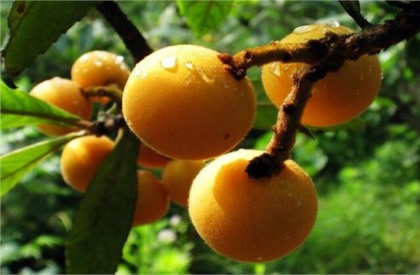 枇杷产量低怎么办