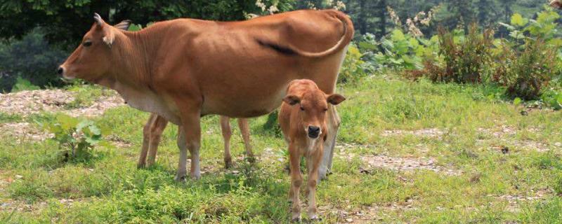 养黄牛的利润与成本是多少一般能长到多少斤