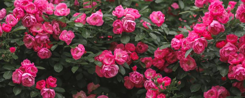 月季花怎么过冬