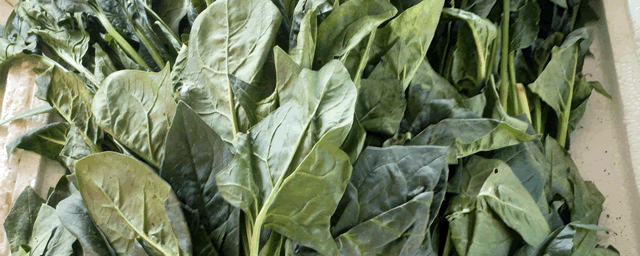 菠菜猝倒病如何防治