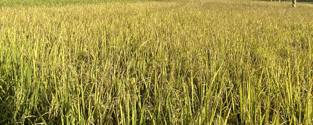 水稻抗倒伏的最好方法