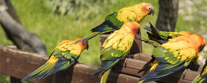 鹦鹉蛋怎么人工孵化