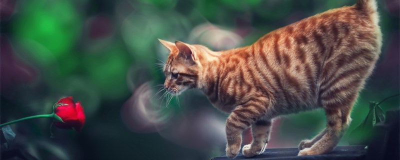 猫是怎么过冬的