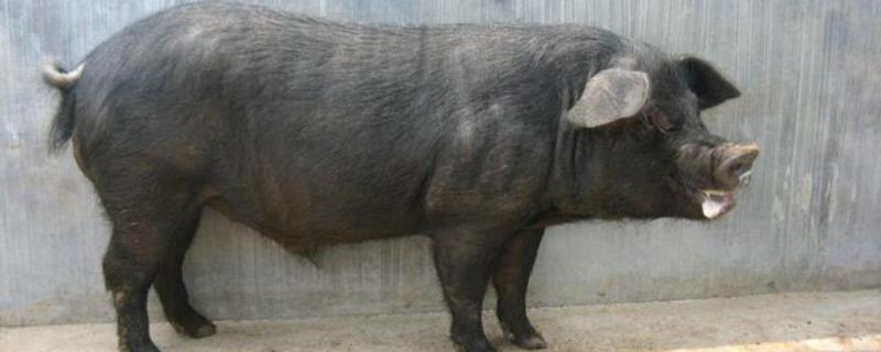 猪精买来后怎么保存开口后能保存多久17度能保存几天