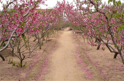 果园开春旋耕到底好不好