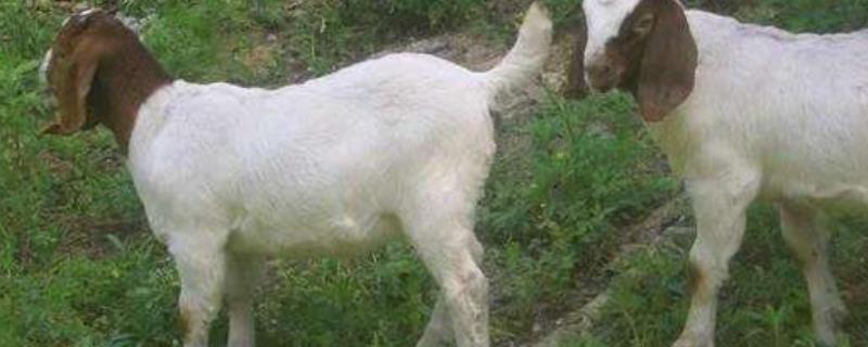 羊吃什么一羊一天吃多少干苜蓿草