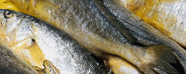 神仙鱼可以和什么鱼混养