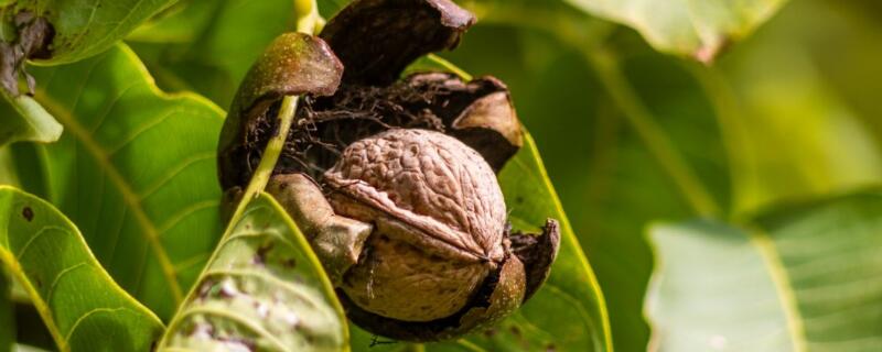 核桃是果实还是种子
