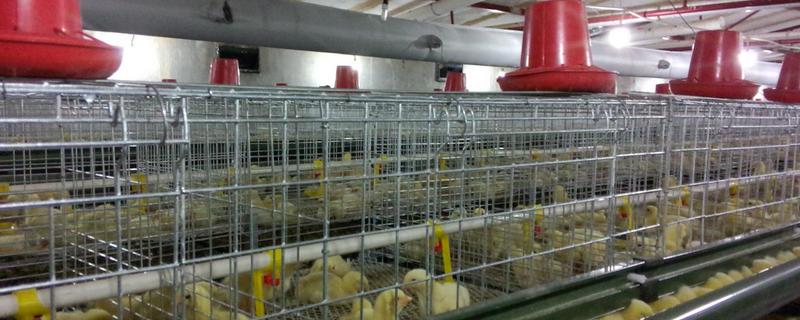 鸡舍消毒杀菌用什么药通风管怎么合理安装